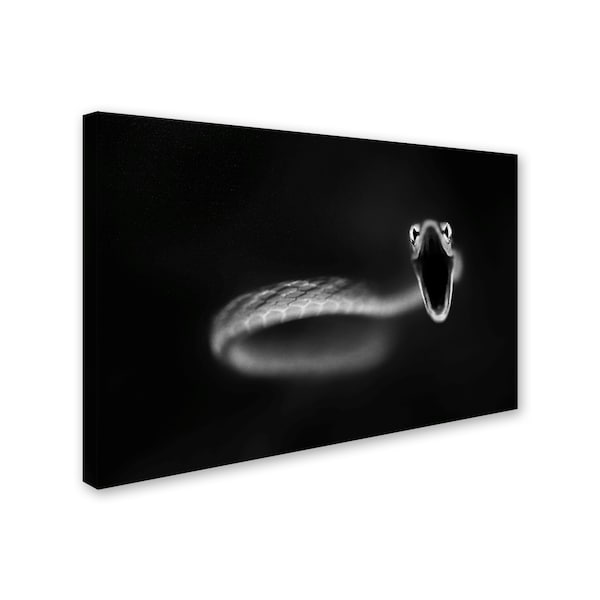 Thomas Haney 'Vine Snake Strike' Canvas Art,30x47